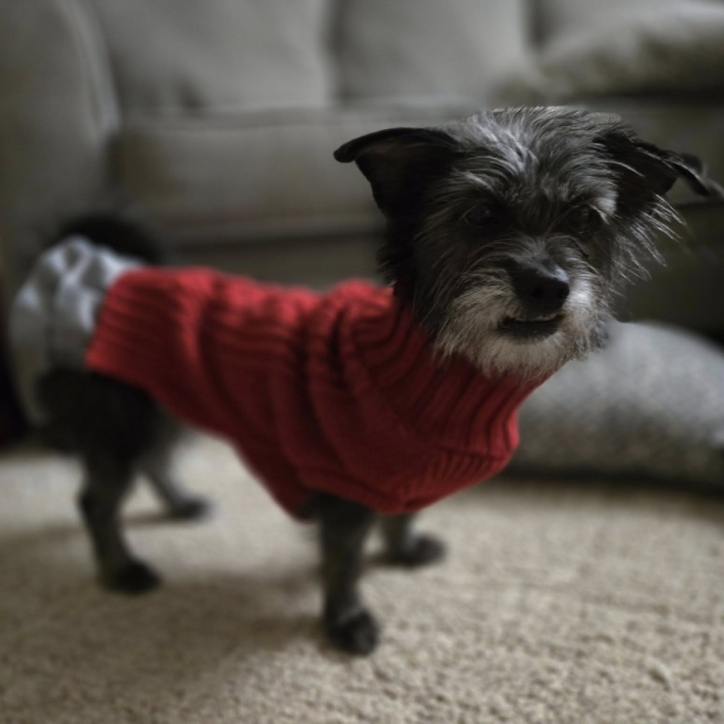 Roslyn, an adoptable Wirehaired Terrier, Schnauzer in Middletown, OH, 45042 | Photo Image 3