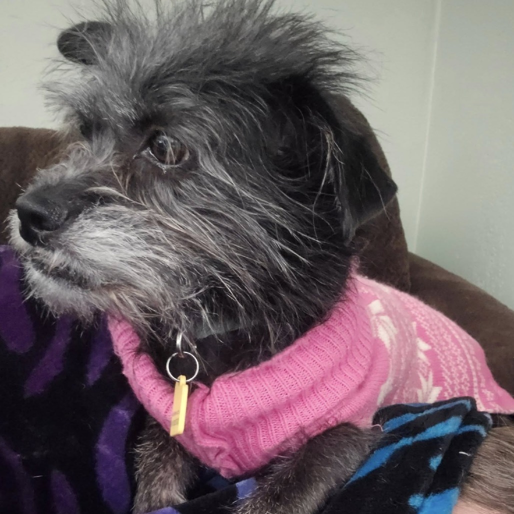 Roslyn, an adoptable Wirehaired Terrier, Schnauzer in Middletown, OH, 45042 | Photo Image 4