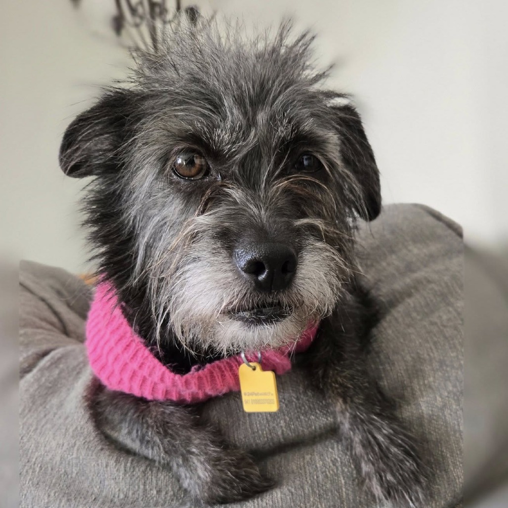 Roslyn, an adoptable Wirehaired Terrier, Schnauzer in Middletown, OH, 45042 | Photo Image 5
