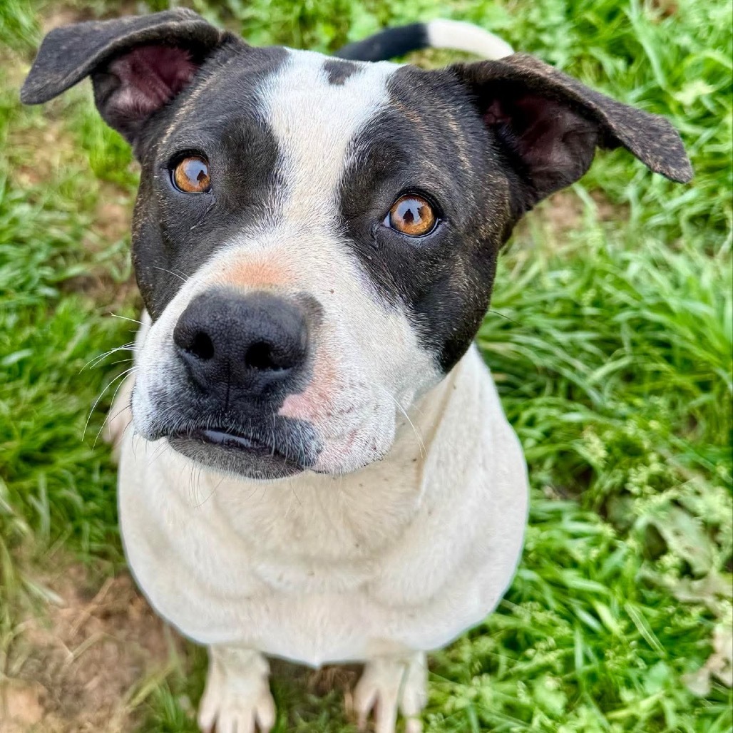 Gemma