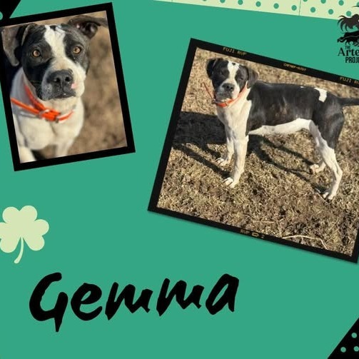 Gemma