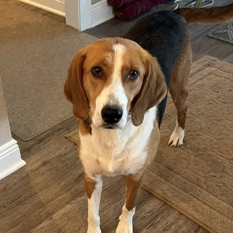 Slugger, an adoptable Foxhound in Hackett, AR, 72937 | Photo Image 2