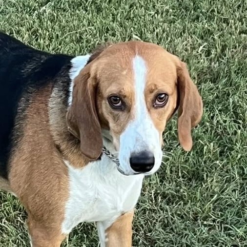 Slugger, an adoptable Foxhound in Hackett, AR, 72937 | Photo Image 2
