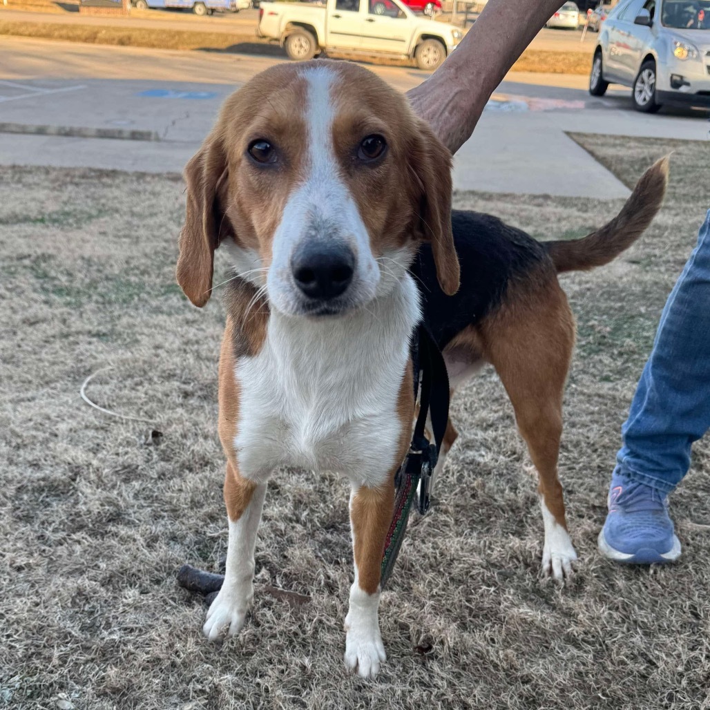 Slugger, an adoptable Foxhound in Hackett, AR, 72937 | Photo Image 4