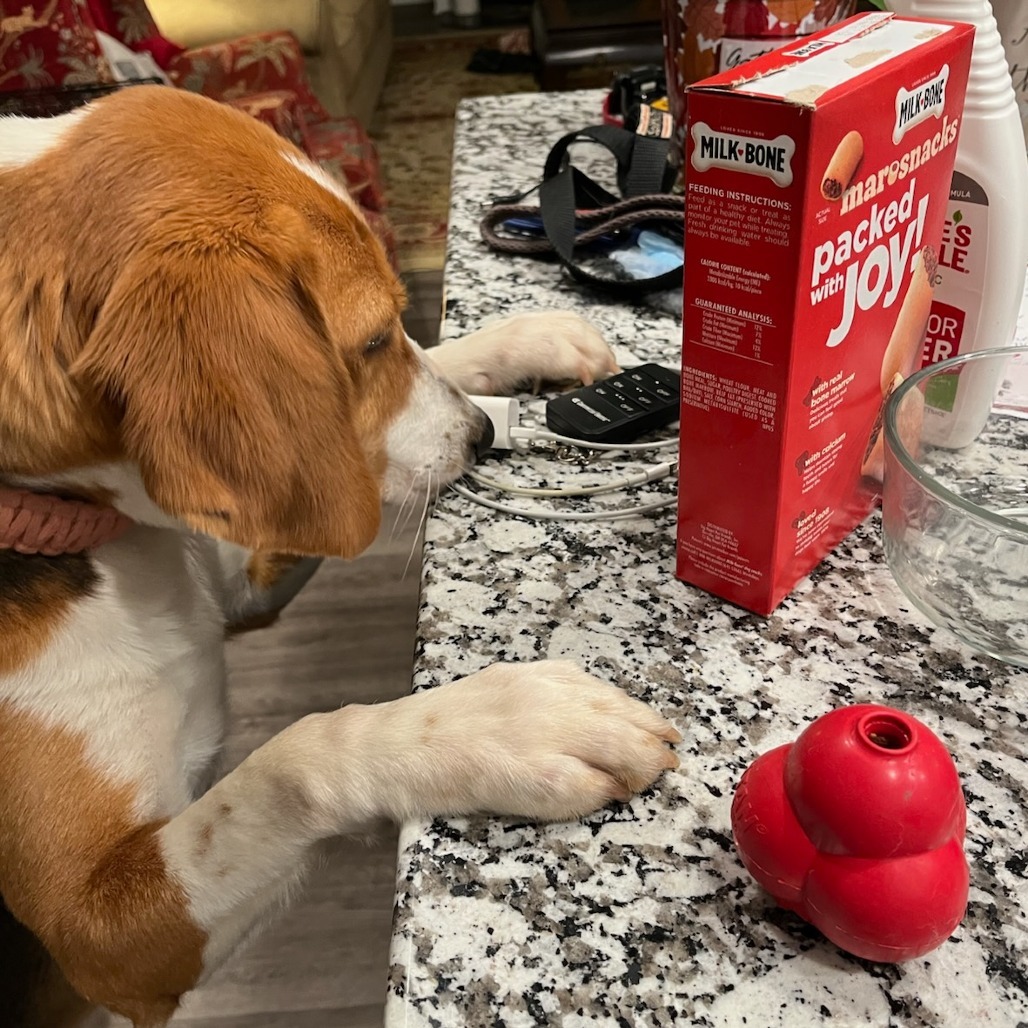 Slugger, an adoptable Foxhound in Hackett, AR, 72937 | Photo Image 6