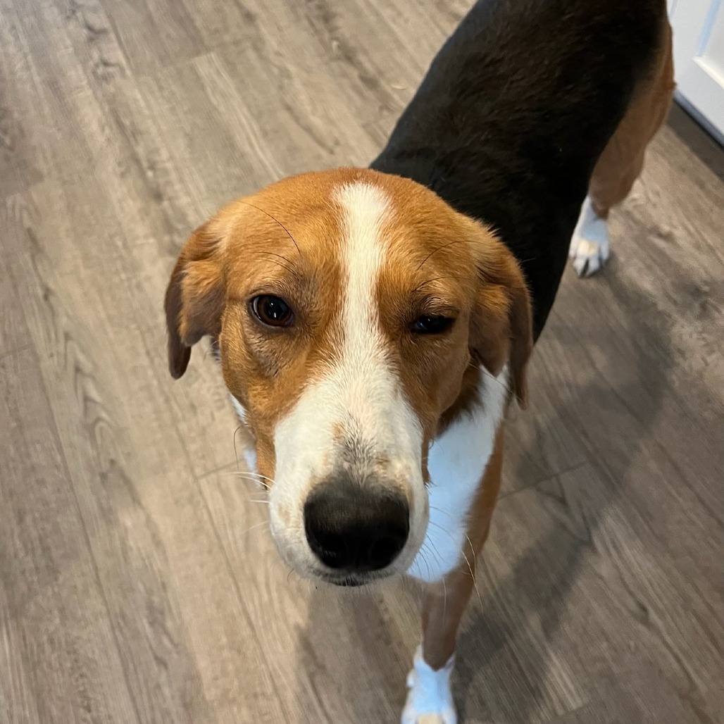 Slugger, an adoptable Foxhound in Hackett, AR, 72937 | Photo Image 8
