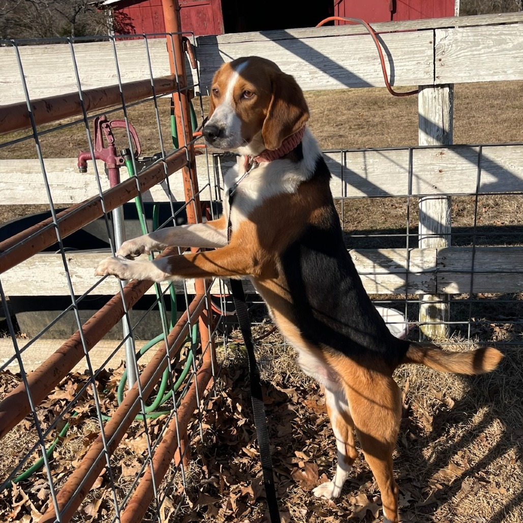 Slugger, an adoptable Foxhound in Hackett, AR, 72937 | Photo Image 10