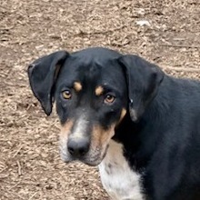 Cora