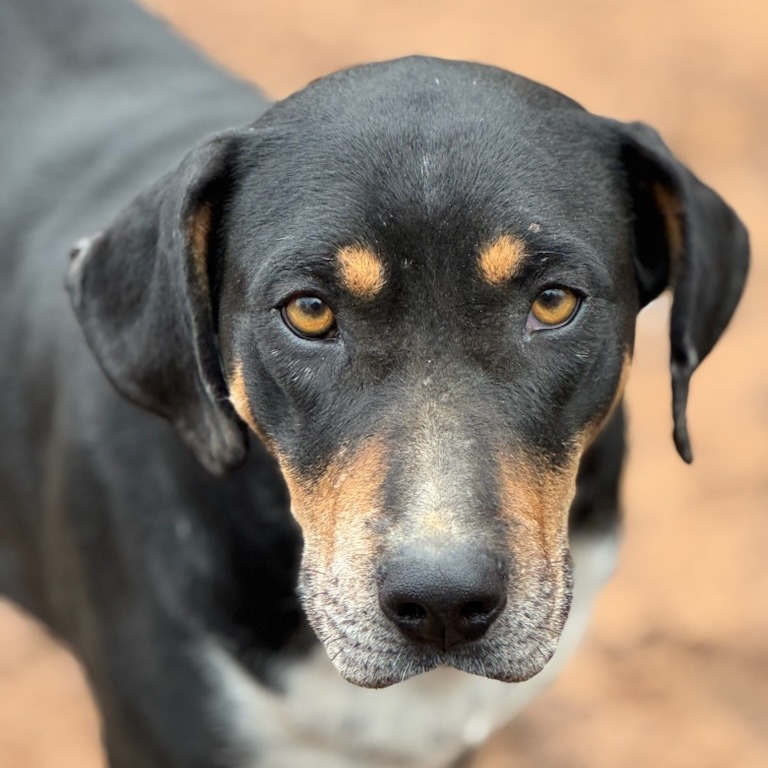 Cora