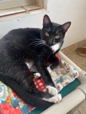 Sprite, Young Male Domestic Short Hair