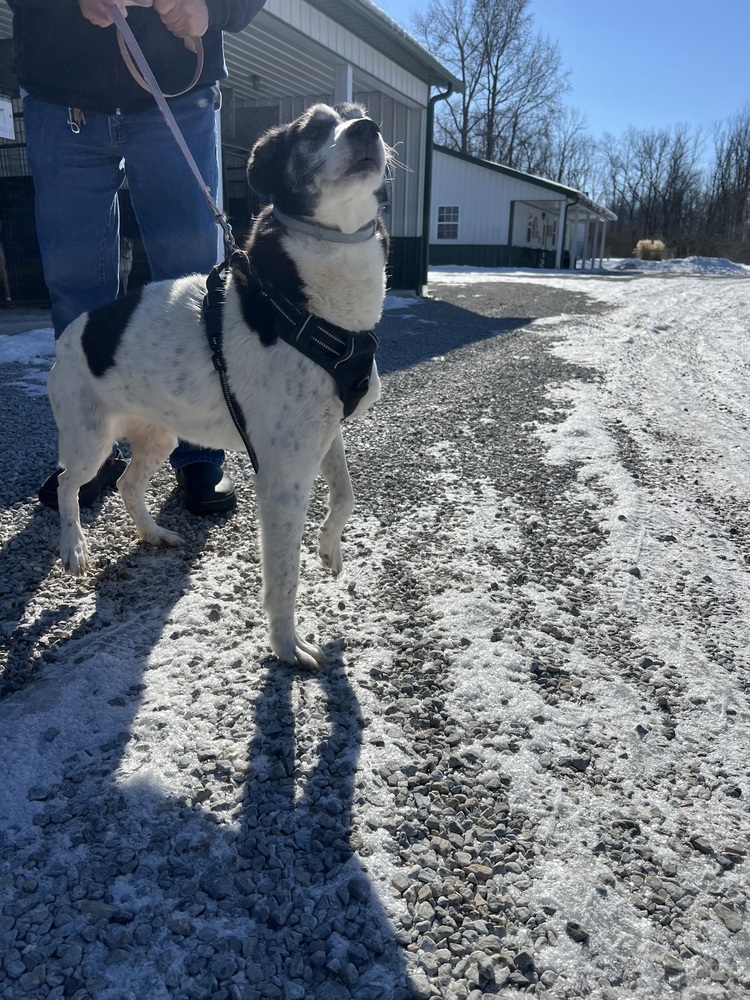 Roxi