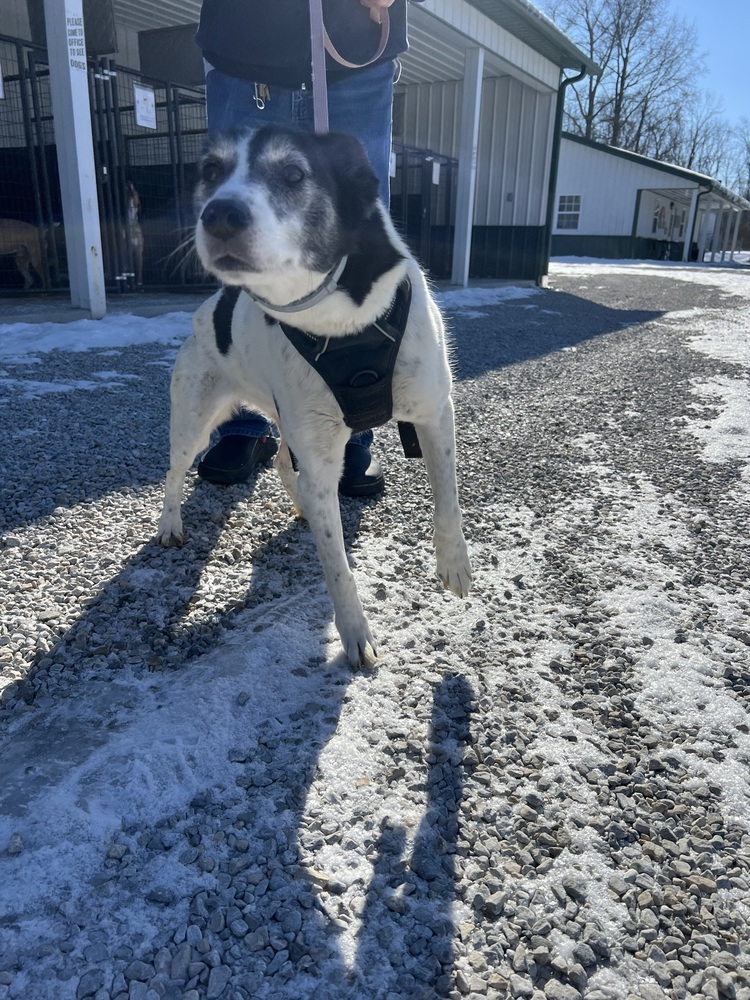 Roxi
