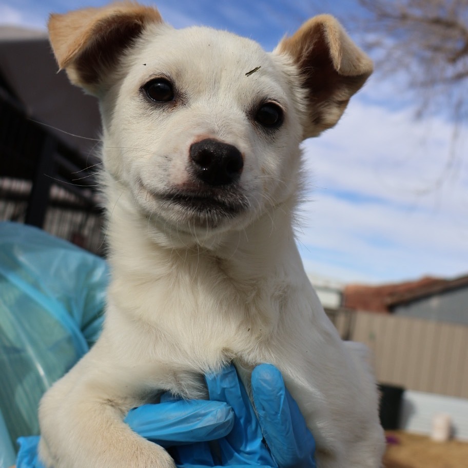 Backpack, an adoptable Mixed Breed in Moab, UT, 84532 | Photo Image 1