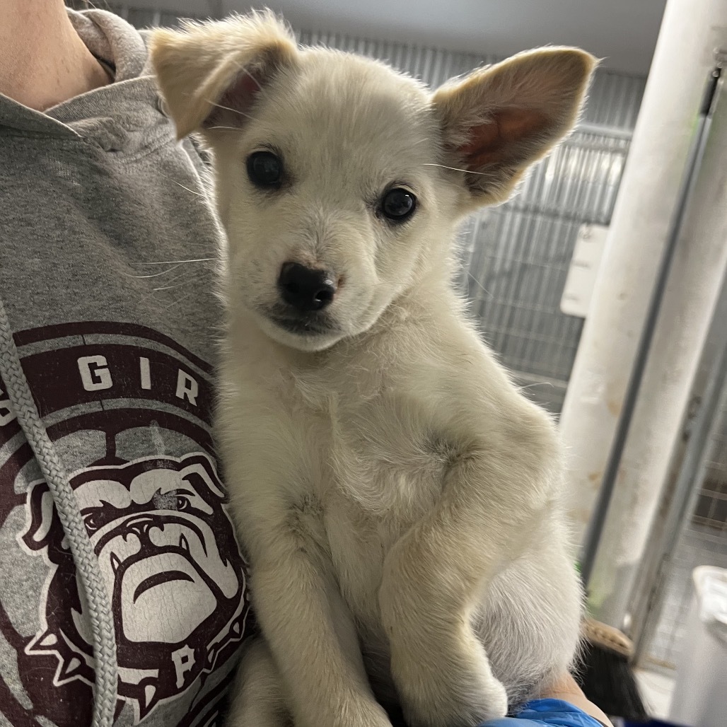 Backpack, an adoptable Mixed Breed in Moab, UT, 84532 | Photo Image 2
