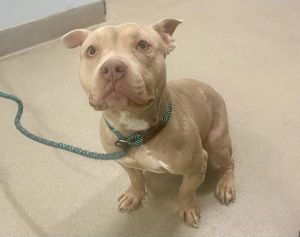 Harris Teeter, Adult Male Pit Bull Terrier