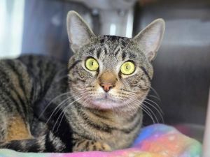 Petrovsky, Young Male Domestic Short Hair