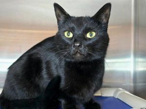Orchid, Young Female Domestic Short Hair