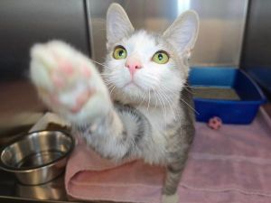 Spaghetti, Young Female Domestic Short Hair