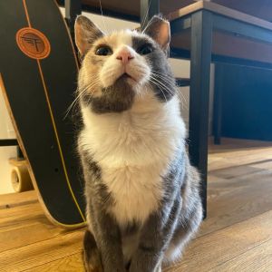 Onyx Domestic Short Hair Cat
