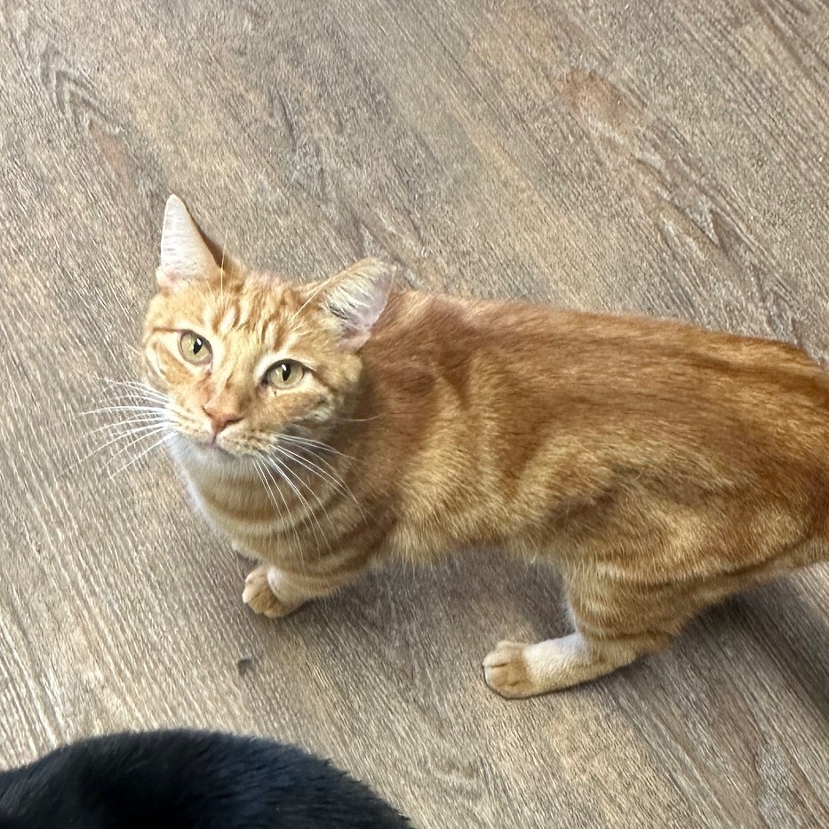 Mike, an adoptable Domestic Short Hair in Midland, TX, 79701 | Photo Image 1
