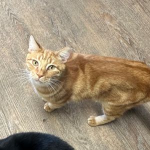 Mike, Adult Male Domestic Short Hair