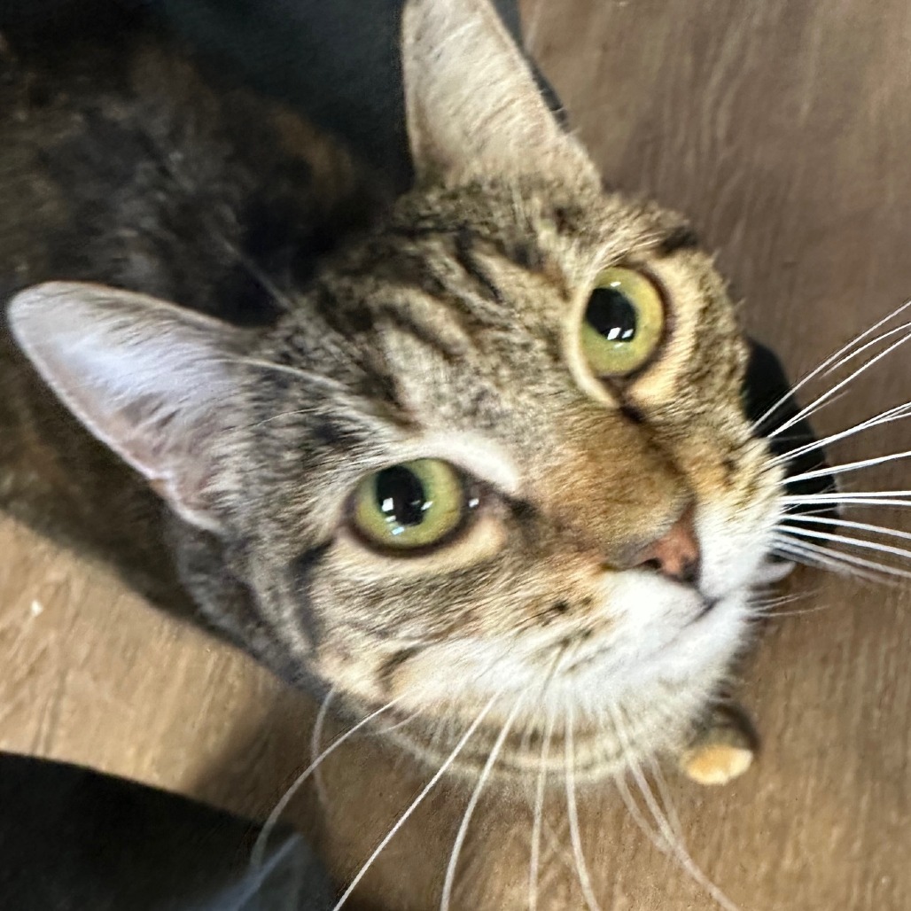 Amber, an adoptable Domestic Short Hair in Midland, TX, 79701 | Photo Image 1