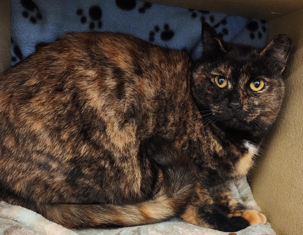 Tortellini, an adoptable Domestic Short Hair in Salt Lake City, UT, 84117 | Photo Image 1