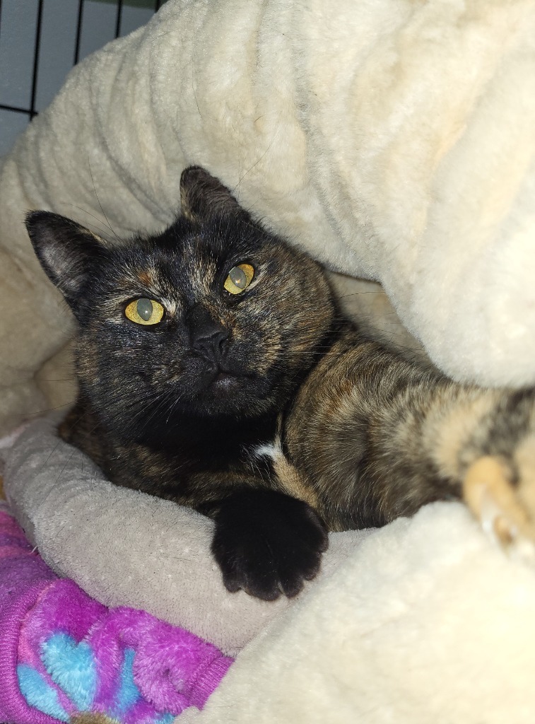 Tortellini, an adoptable Domestic Short Hair in Salt Lake City, UT, 84117 | Photo Image 2