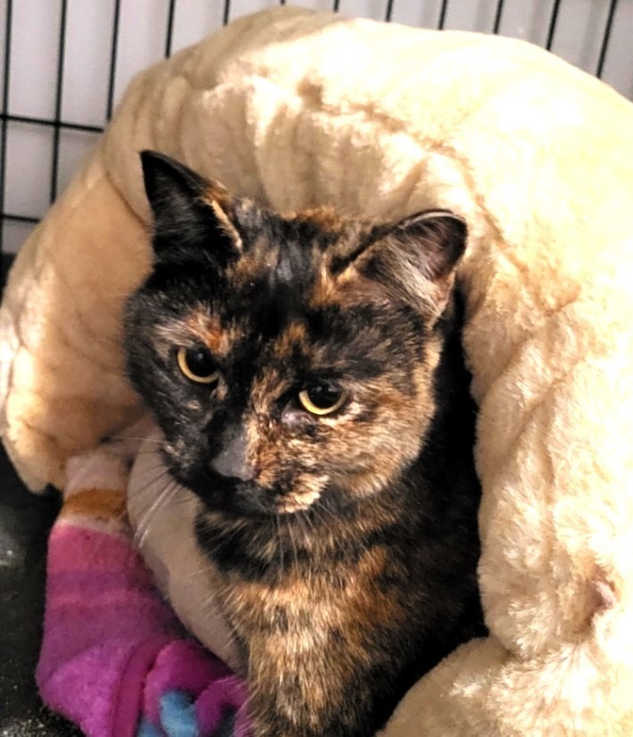 Tortellini, an adoptable Domestic Short Hair in Salt Lake City, UT, 84117 | Photo Image 3