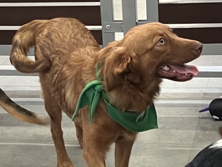 Ginger, an adoptable Australian Shepherd, Labrador Retriever in Salt Lake City, UT, 84108 | Photo Image 1