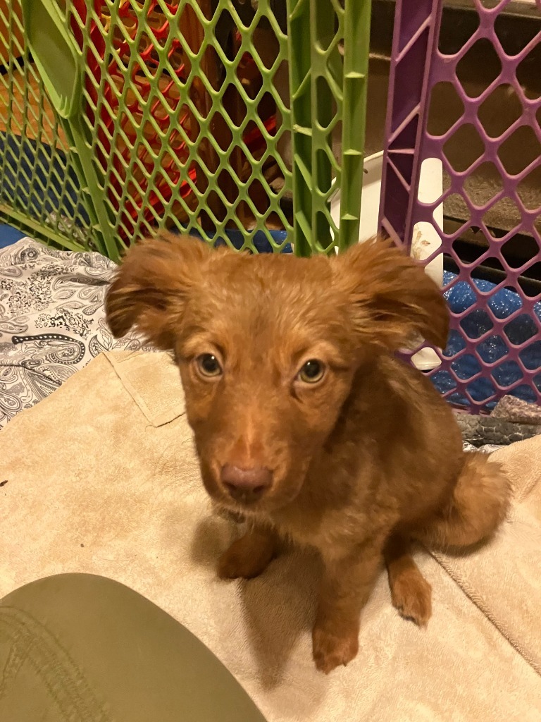 Ginger, an adoptable Australian Shepherd, Labrador Retriever in Salt Lake City, UT, 84108 | Photo Image 2