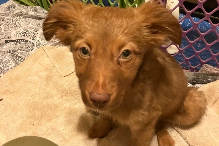 Ginger, an adoptable Australian Shepherd, Labrador Retriever in Salt Lake City, UT, 84108 | Photo Image 3