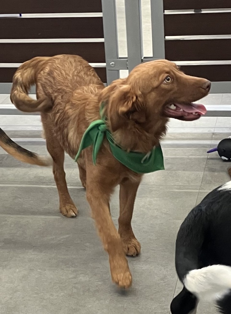 Ginger, an adoptable Australian Shepherd, Labrador Retriever in Salt Lake City, UT, 84108 | Photo Image 4
