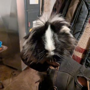 Jambalaya (Jamba), Adult Male Guinea Pig
