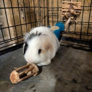 Tutti-Frutti (Tutti), Adult Male Guinea Pig