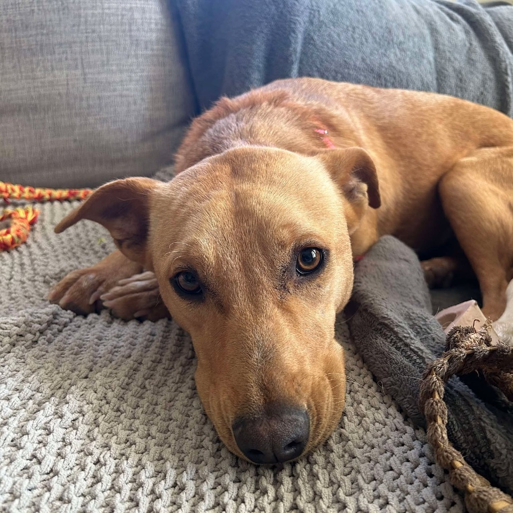 Nila, an adoptable Mixed Breed in Bend, OR, 97702 | Photo Image 1