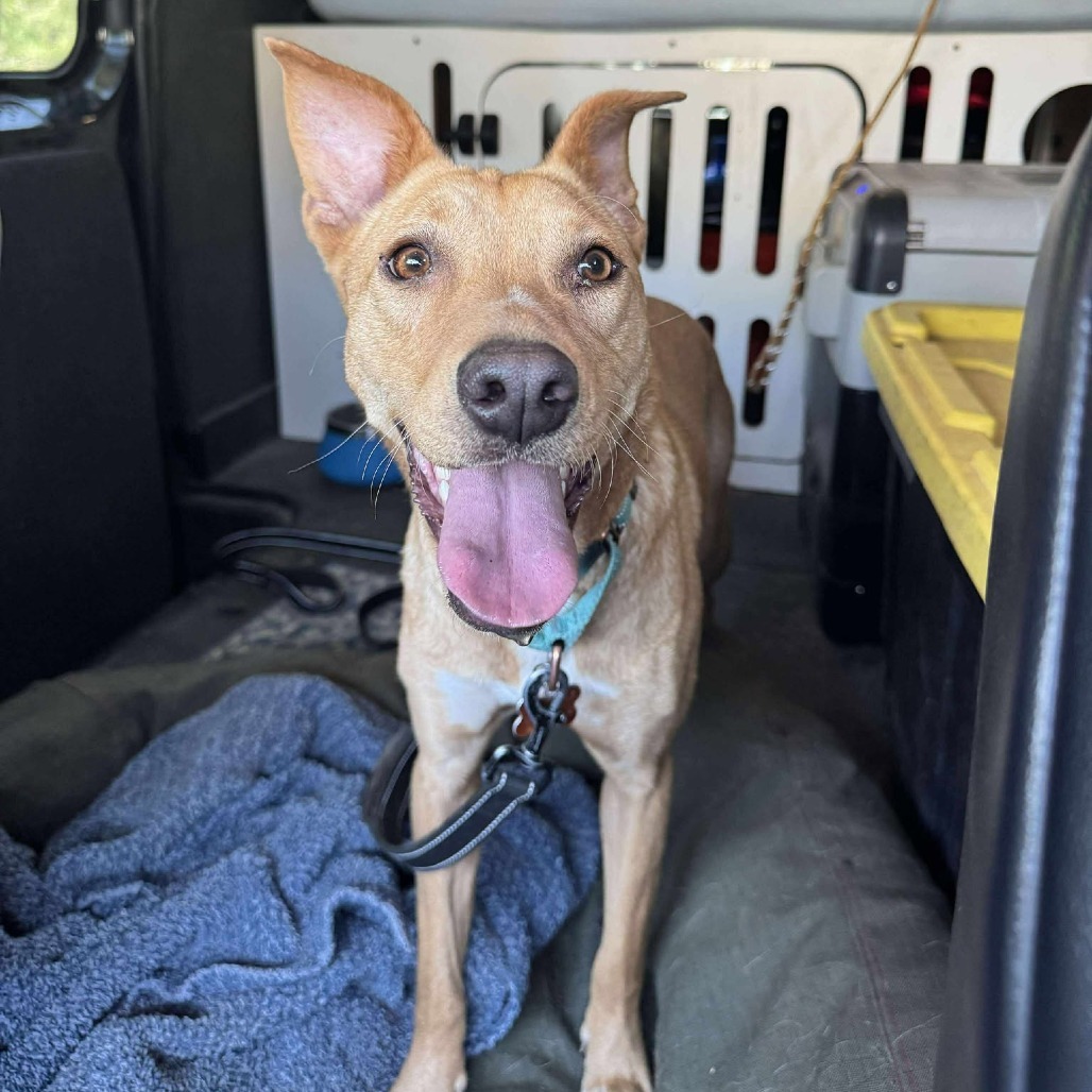 Nila, an adoptable Mixed Breed in Bend, OR, 97702 | Photo Image 1