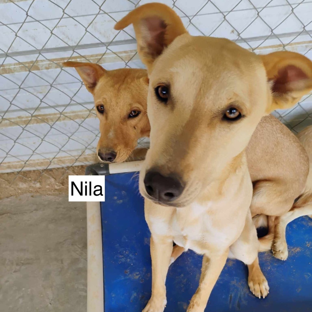 Nila, an adoptable Mixed Breed in Bend, OR, 97702 | Photo Image 2