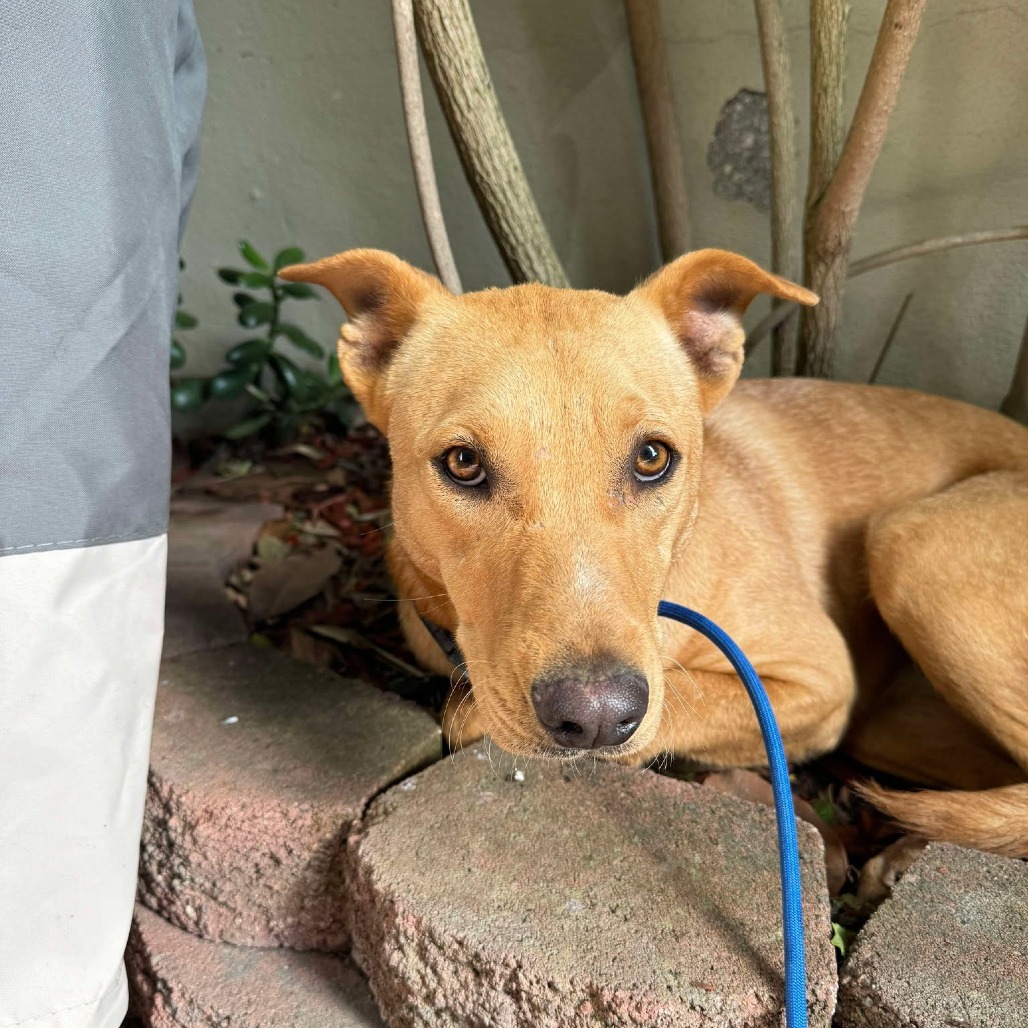 Nila, an adoptable Mixed Breed in Bend, OR, 97702 | Photo Image 3