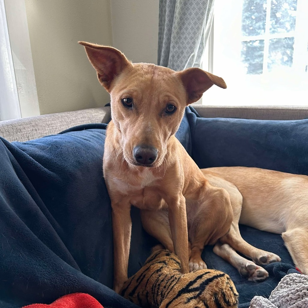 Nila, an adoptable Mixed Breed in Bend, OR, 97702 | Photo Image 4