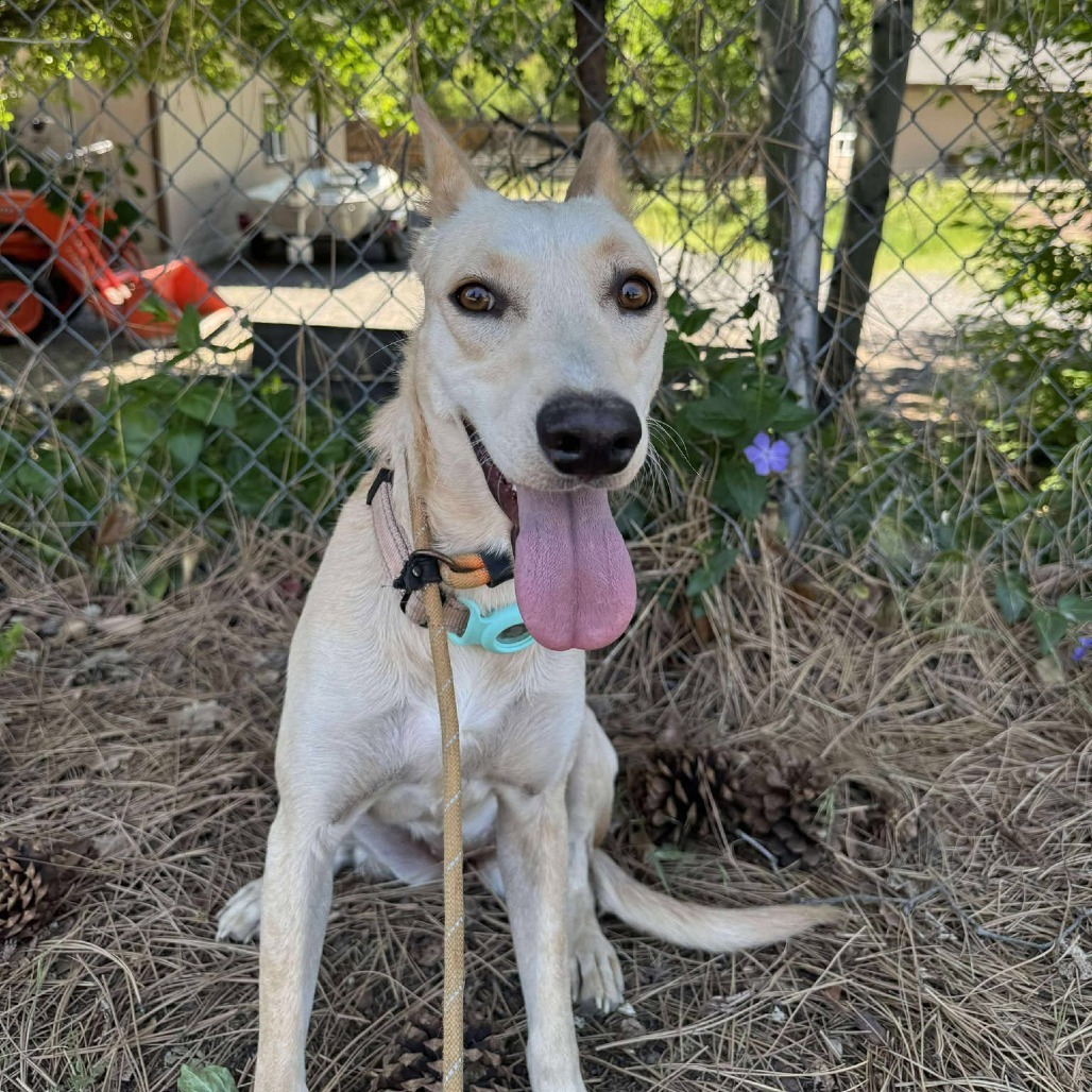 Daisy, an adoptable Mixed Breed in Bend, OR, 97702 | Photo Image 1