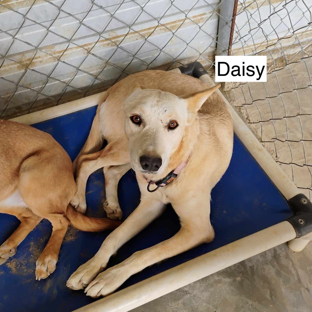 Daisy, an adoptable Mixed Breed in Bend, OR, 97702 | Photo Image 2
