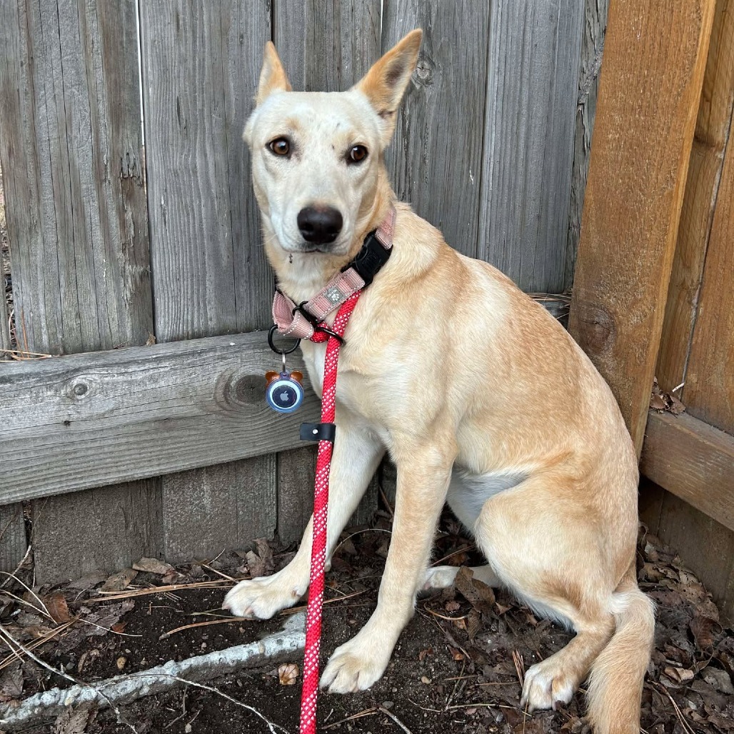 Daisy, an adoptable Mixed Breed in Bend, OR, 97702 | Photo Image 3