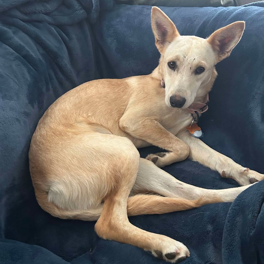 Daisy, an adoptable Mixed Breed in Bend, OR, 97702 | Photo Image 4