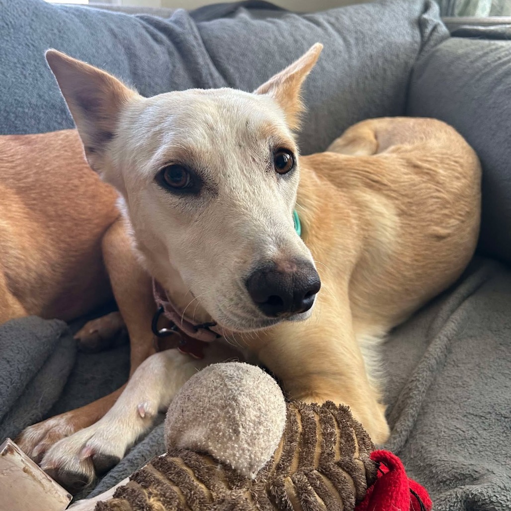 Daisy, an adoptable Mixed Breed in Bend, OR, 97702 | Photo Image 4