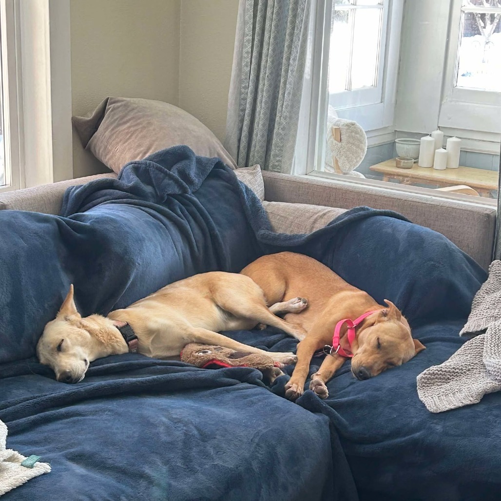 Daisy, an adoptable Mixed Breed in Bend, OR, 97702 | Photo Image 5