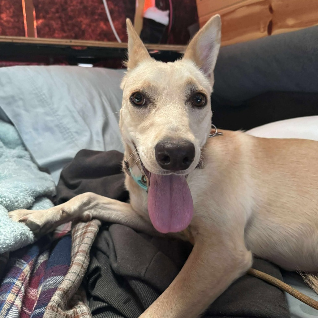 Daisy, an adoptable Mixed Breed in Bend, OR, 97702 | Photo Image 6