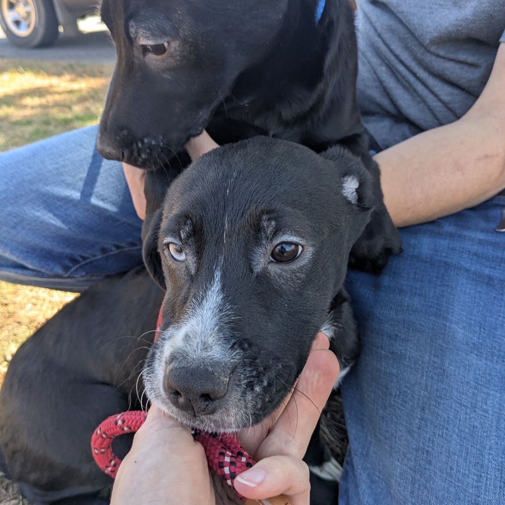 Halas (Thankful Pups)