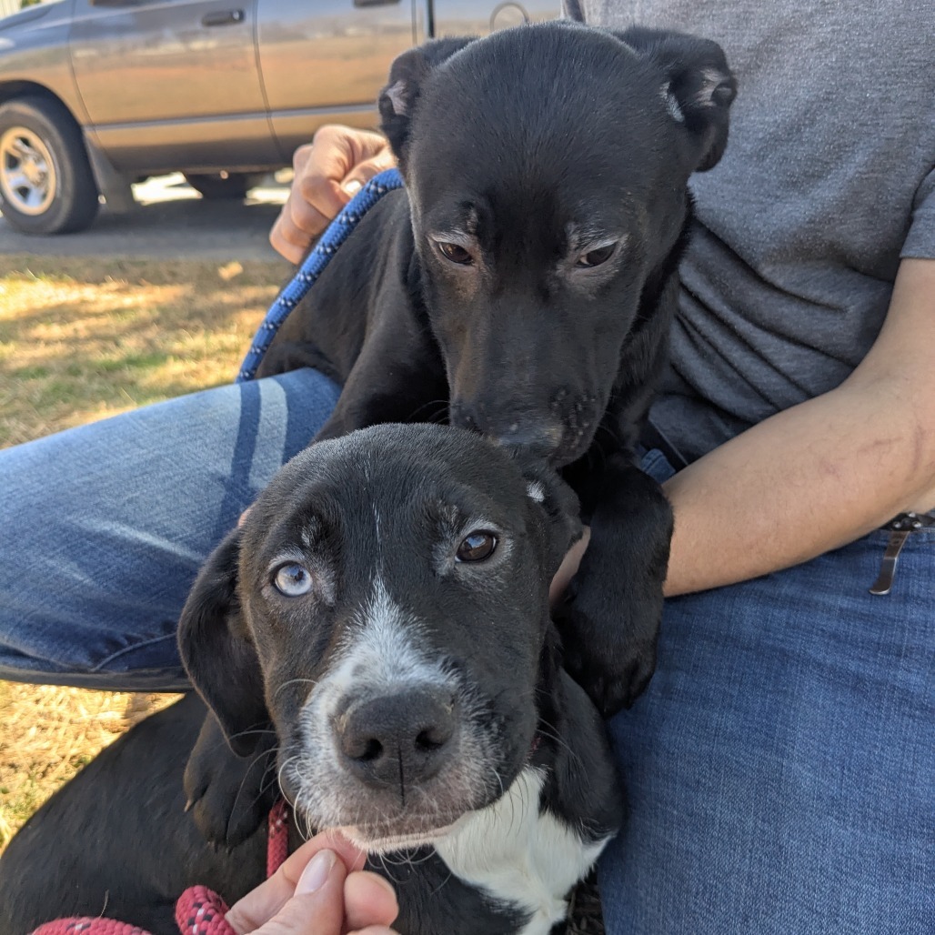 Halas (Thankful Pups)