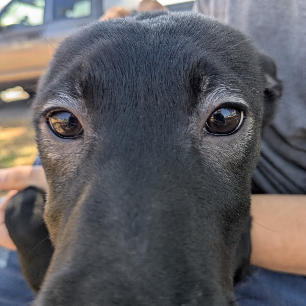 Grati (Thankful Pups)